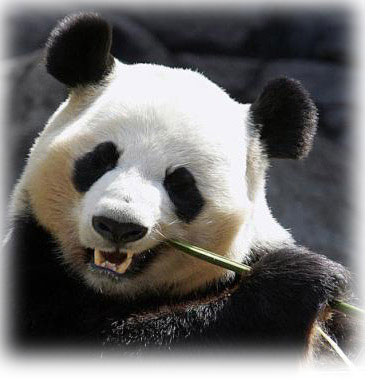 [panda